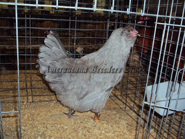 SC District 2014 Junior BV AOV Self-Blue Pullet